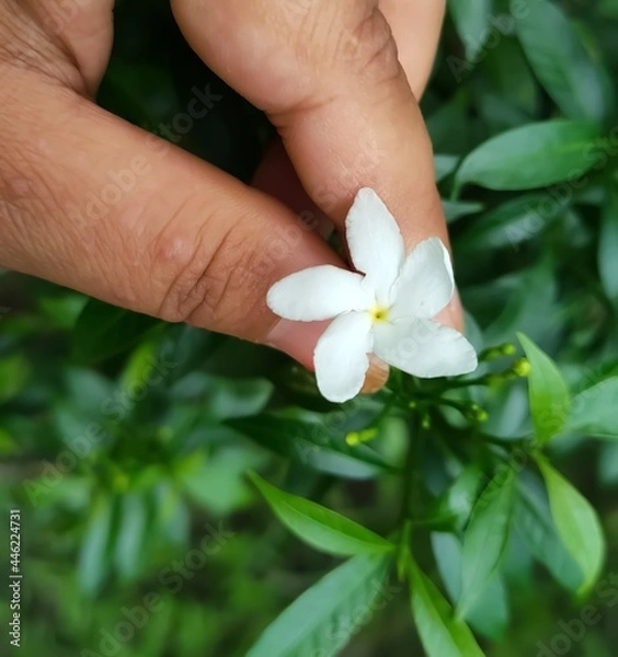 Obraz hand with flower