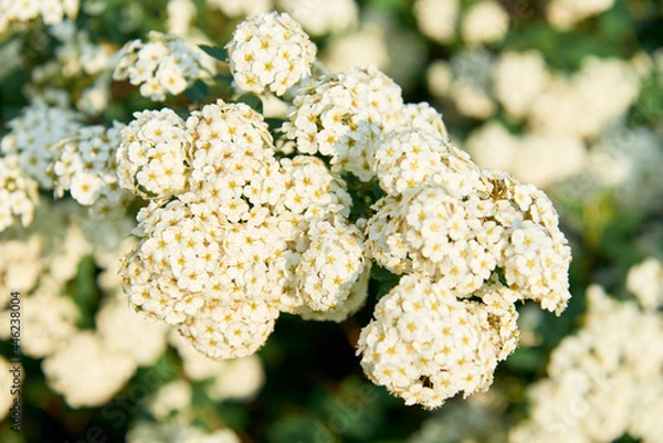 Fototapeta A beautiful spring shrub with small delicate white flowers. Selective focus.