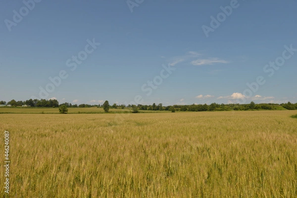 Obraz 北海道の７月、夏の小麦畑