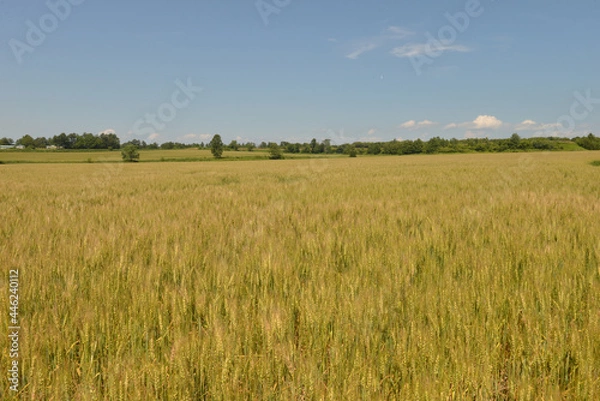 Obraz 北海道の７月、夏の小麦畑