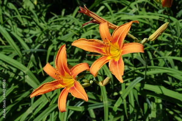 Fototapeta Two bright orange flowers of tiger daylily in mid June