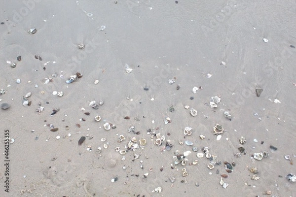 Obraz seashell on the beach
