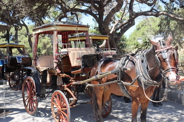 Obraz a pair of brown horses in harness pulls an elegant cart on a sunny day in the old town