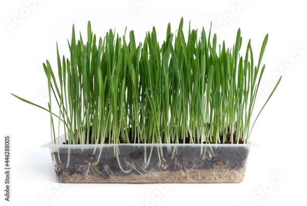 Fototapeta Homemade cat grass grown in a clear plastic container. Isolated on white, copy space for text.