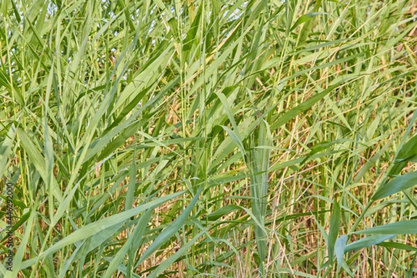 Obraz green wheat field
