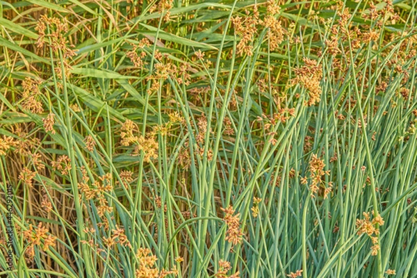 Obraz green grass background