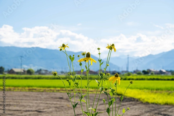 Fototapeta キクイモの花