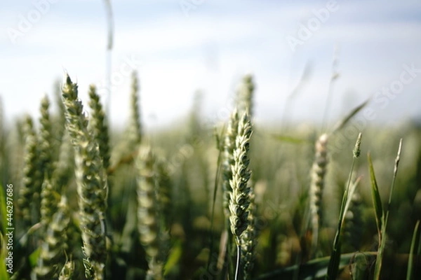 Fototapeta field of wheat