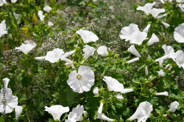 Fototapeta White petunia