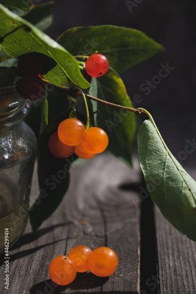 Fototapeta cherry on the branch