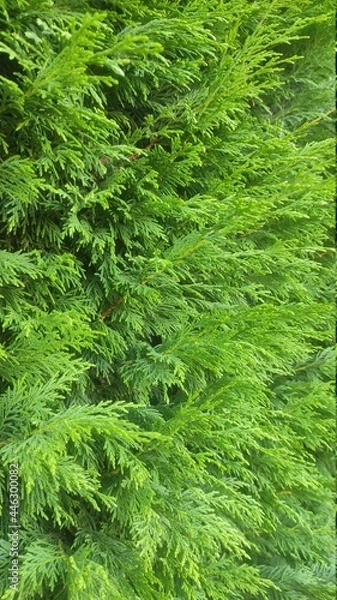 Fototapeta green moss background