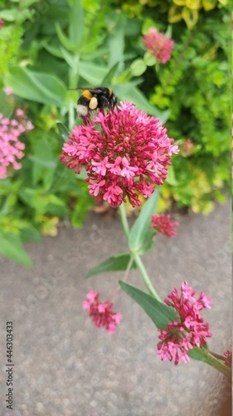 Obraz bee on pink flower