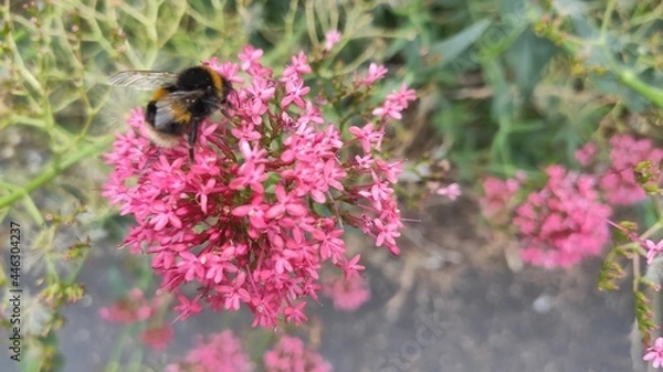 Obraz bee on a pink flower