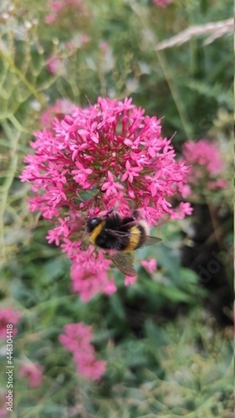 Obraz bee on a flower