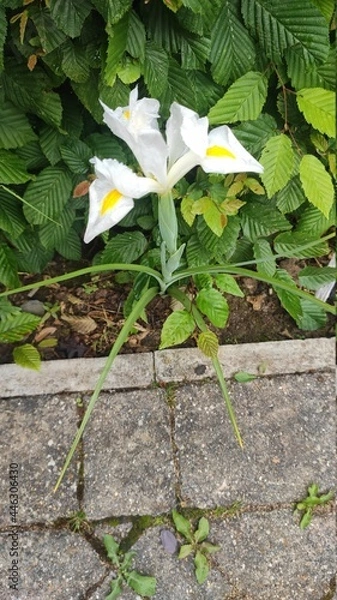 Obraz white and yellow flowers
