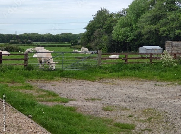 Obraz cows in the field