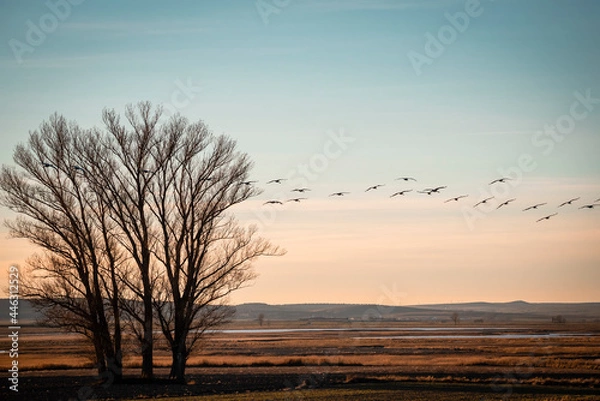 Obraz Cranes flying at sunset