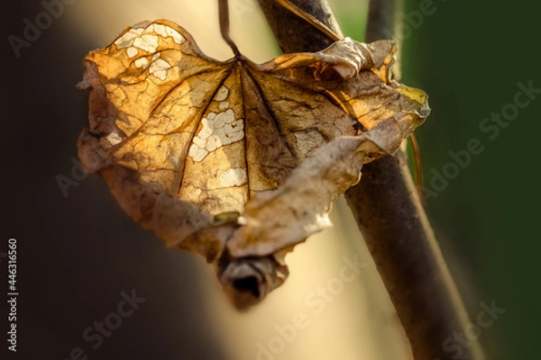 Obraz Dried old leaf still holding on