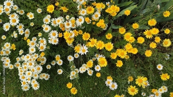 Obraz flowers on grass