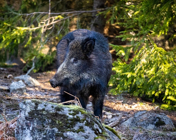 Obraz Wildboar