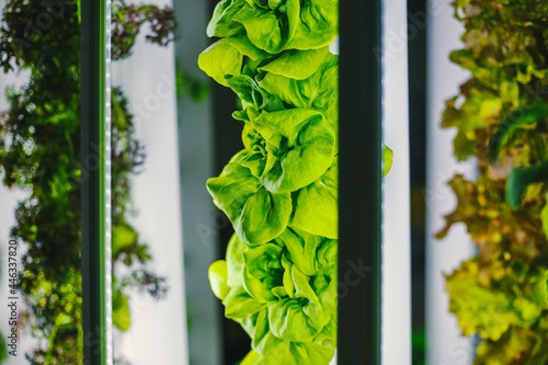 Obraz Vertical farm close-up