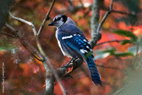 Obraz blue jay