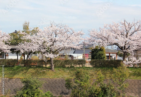 Obraz 青空と川沿いの桜