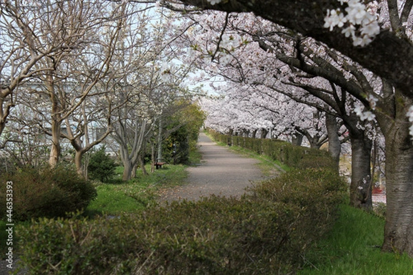 Obraz 桜のアーチの散歩道