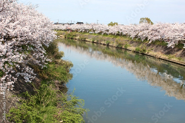Obraz 川沿いの桜並木が反射した水面