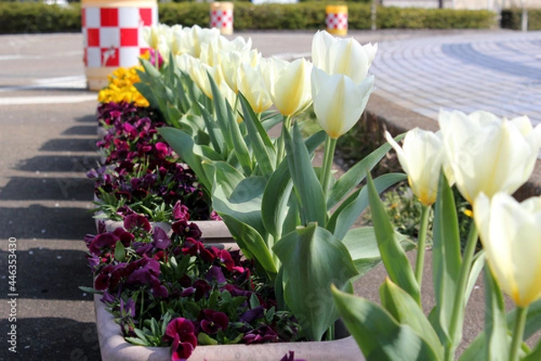 Obraz プランターに並んで咲いたチューリップ