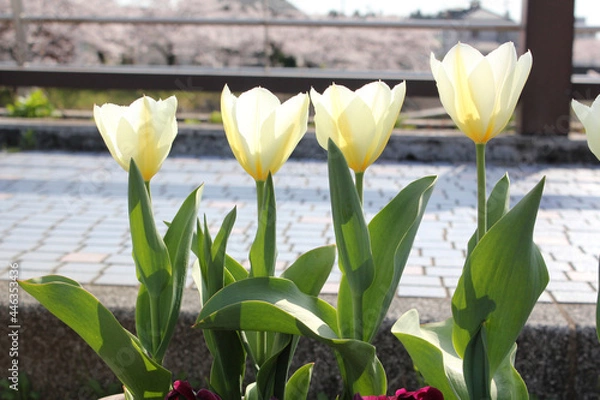 Obraz 並んで咲いた白いチューリップの花