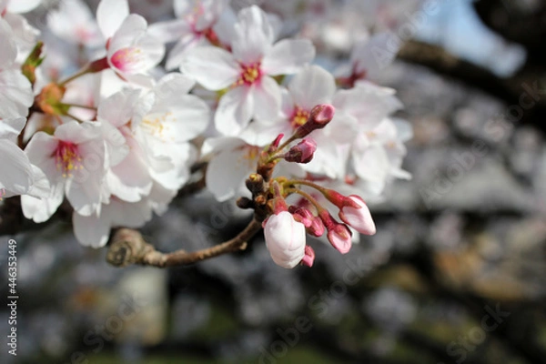 Obraz 桜の花びらと小さなツボミ