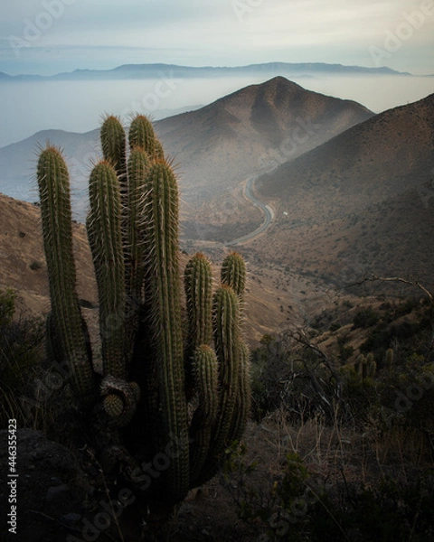Fototapeta a cactus in the mountains with a road behind, mist and hot