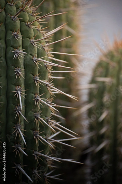 Fototapeta A cactus in the mountains seen up closely