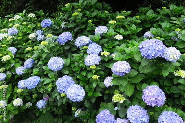 Fototapeta フェンス越しに咲く紫陽花