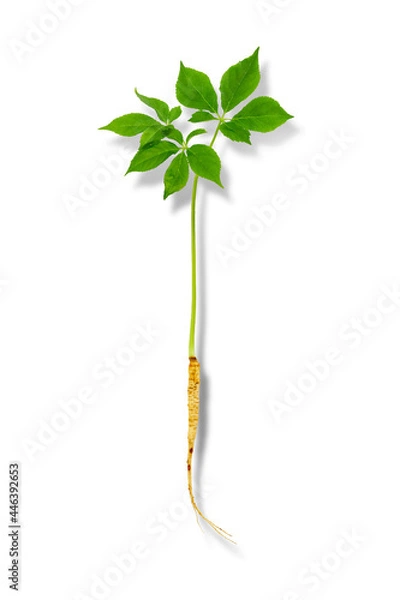 Obraz Korean wild root ginseng, A close up of the wild most famous medicinal plant ginseng,  With clipping path