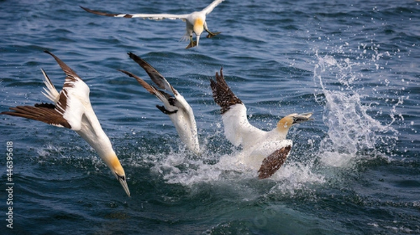 Obraz Northern Gannets Diving & Flying At Bempton Cliffs UK