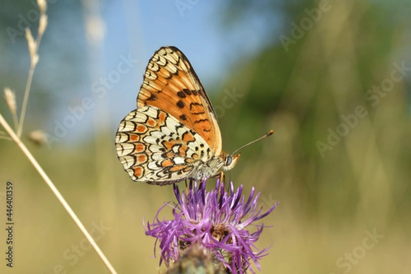 Obraz The knapweed fritillary butterfly - Melitaea phoebe. Beautiful fritillary butterfly on meadow