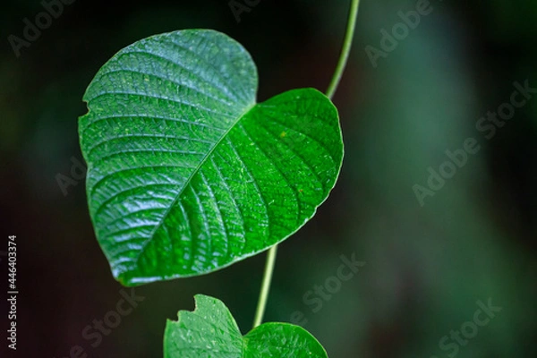 Obraz Green leaves, close-up, clear details with copy space for text 