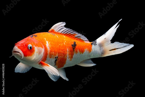 Obraz Taisho sanke koi fish black background