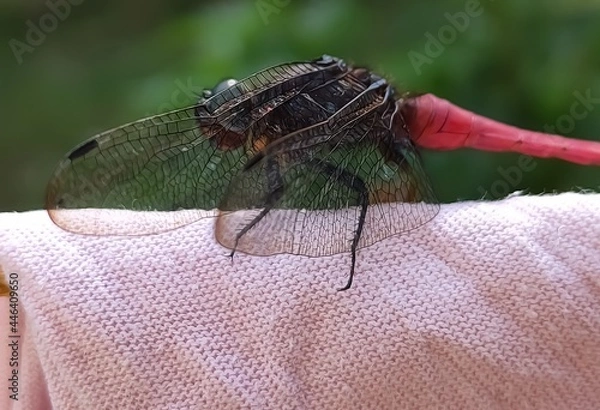 Obraz dragonfly on a cloth