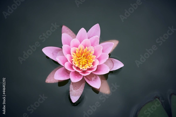 Obraz Pond Water Lily