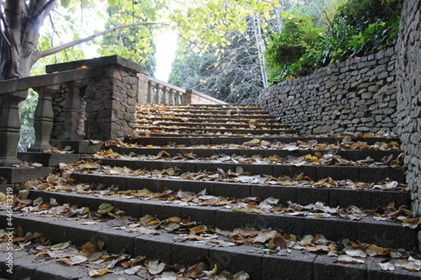Obraz Escalera y hojas.