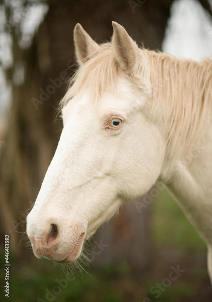 Fototapeta Araber-Berber Perlino