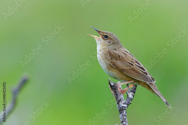 Obraz さえずるマキノセンニュウ