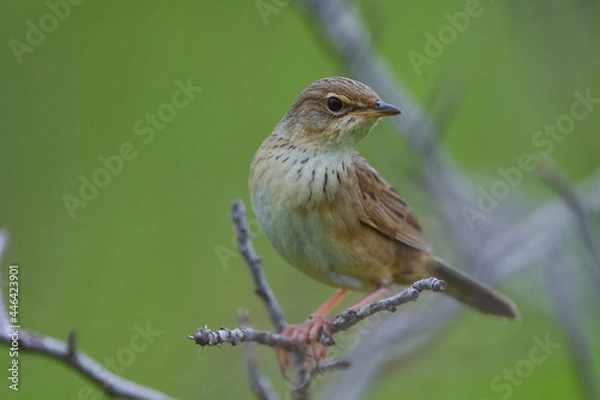 Fototapeta 草原の鳥　マキノセンニュウ