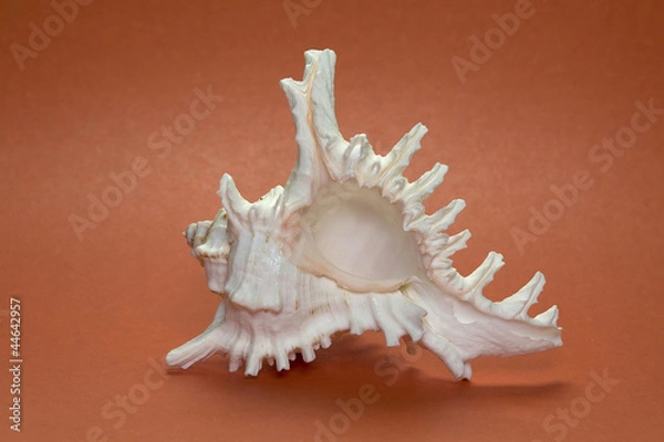 Obraz Sea shell on a terracotta background