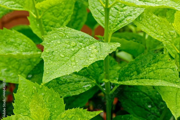 Obraz Grüne Blätter mit Regentropfen