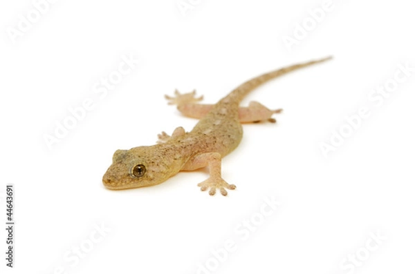 Obraz ニホンヤモリ