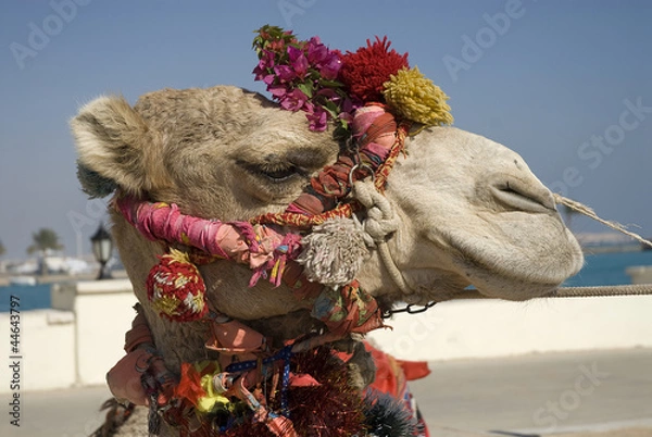 Obraz African camel elegant bridle closeup